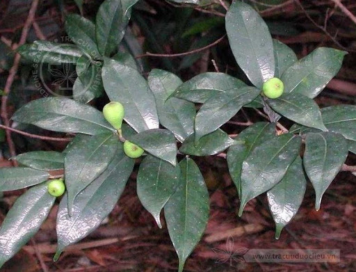 Cây Cánh nỏ.  Ficus subpyriformis Hook - Cây Thuốc Nam Quanh Ta